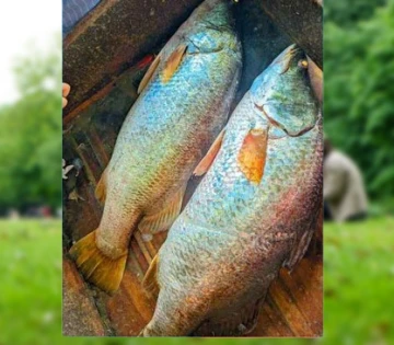 মেঘনায় জেলের জালে ৩৩ কেজির দুই কোরাল, বিক্রি ৪৬ হাজার টাকায়