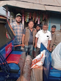নোয়াখালীতে ১১৩ কেজির শাপলাপাতা মাছ জব্দ, অতঃপর