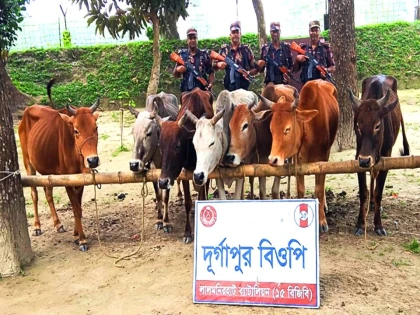 লালমনিরহাটে বিজিবির অভিযানে গরুসহ ১২লাখ টাকার মালামাল জব্দ