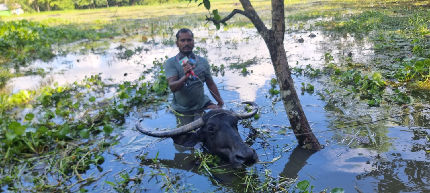 image for বন্যার পানিতে মহিষের পিঠে চড়ে ঘুরে বেড়ান ইয়াছিন