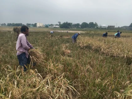 তাড়াইলে মাঠে মাঠে বাতাসে দোলছে কৃষকের সোনালী স্বপ্ন